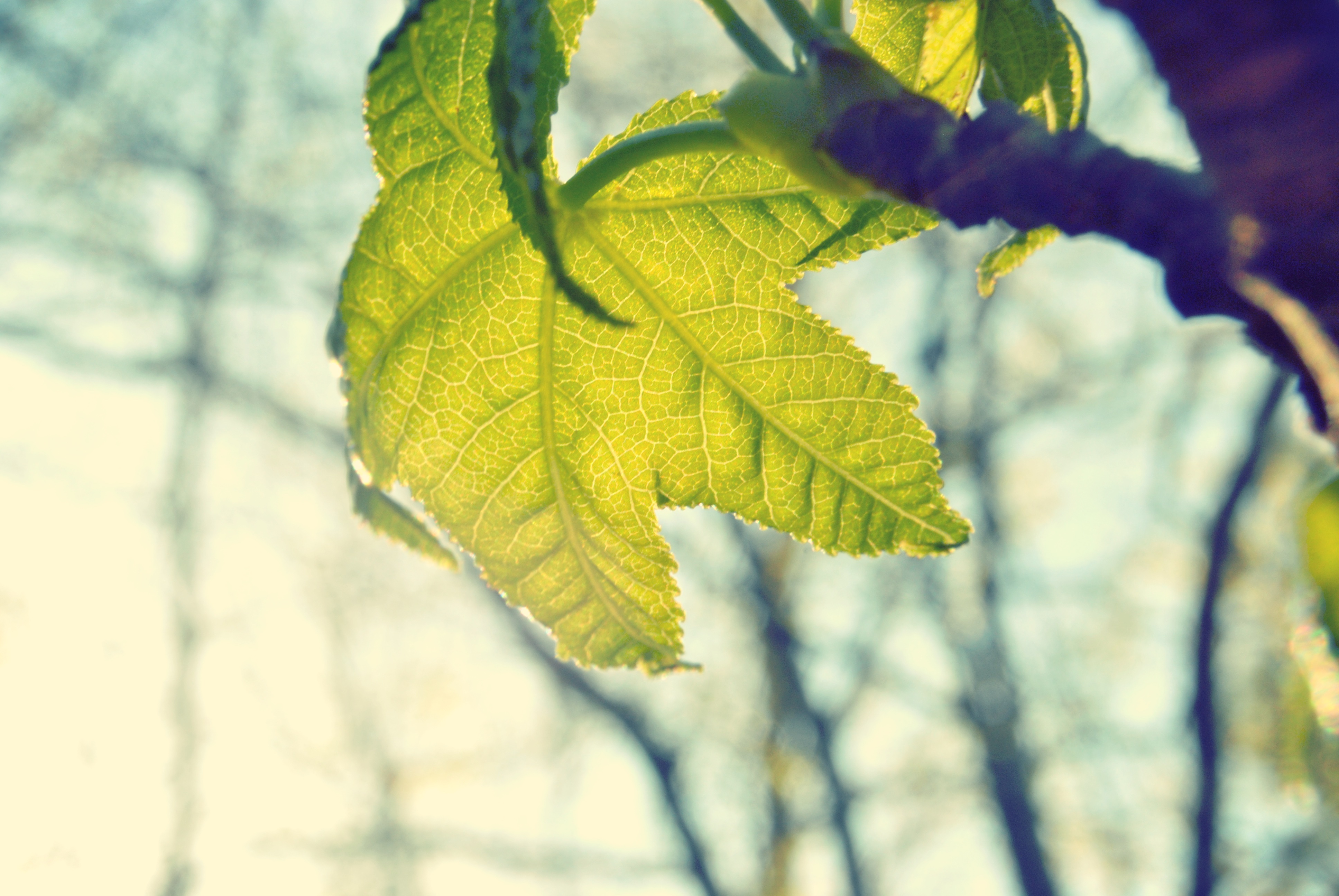 Foglia verde in bilico - percorsi accessibili 